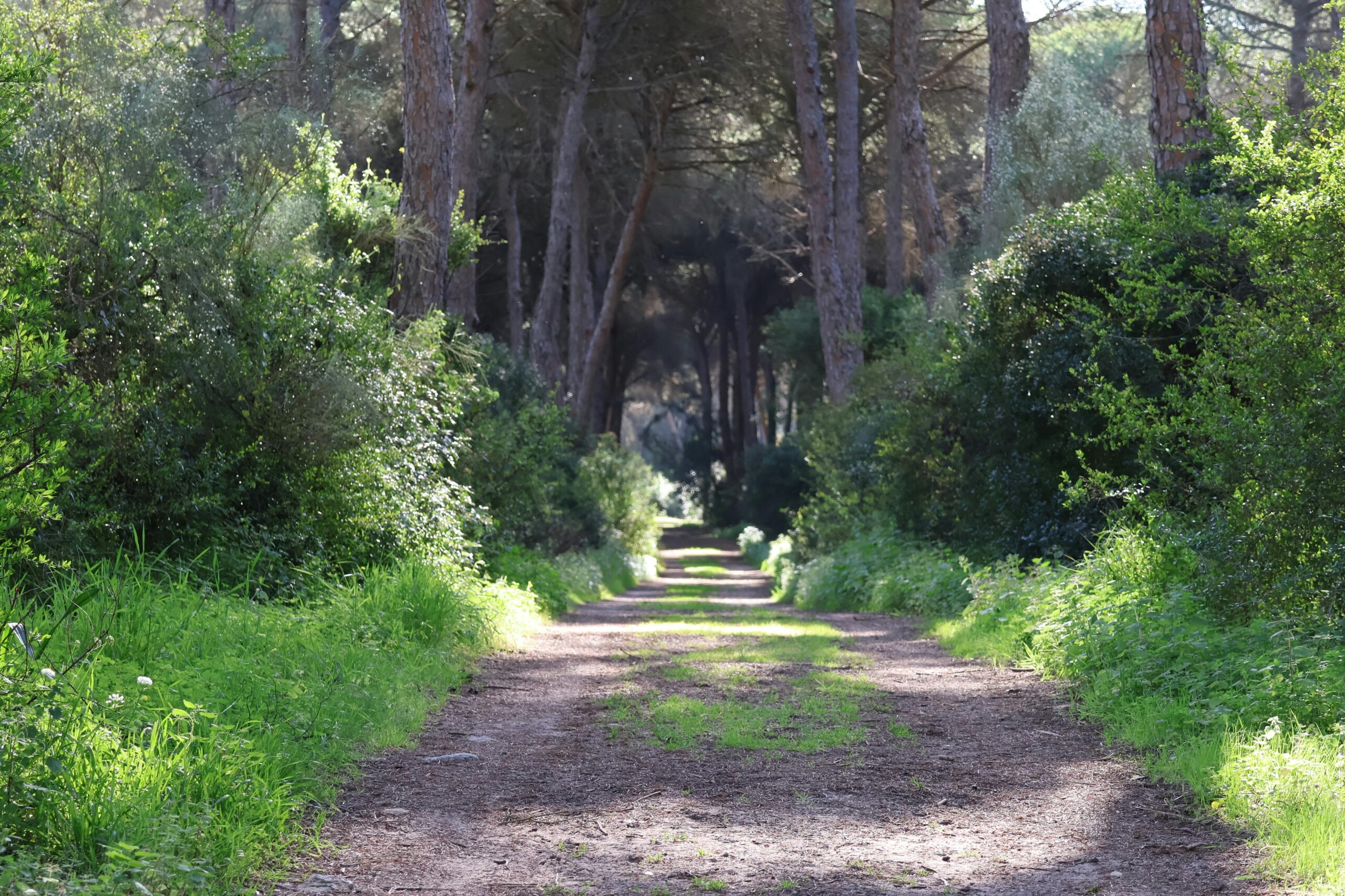 Tranquil path surrounded by lush greenery in Pinelands of El Puerto de Santa María, Spain.